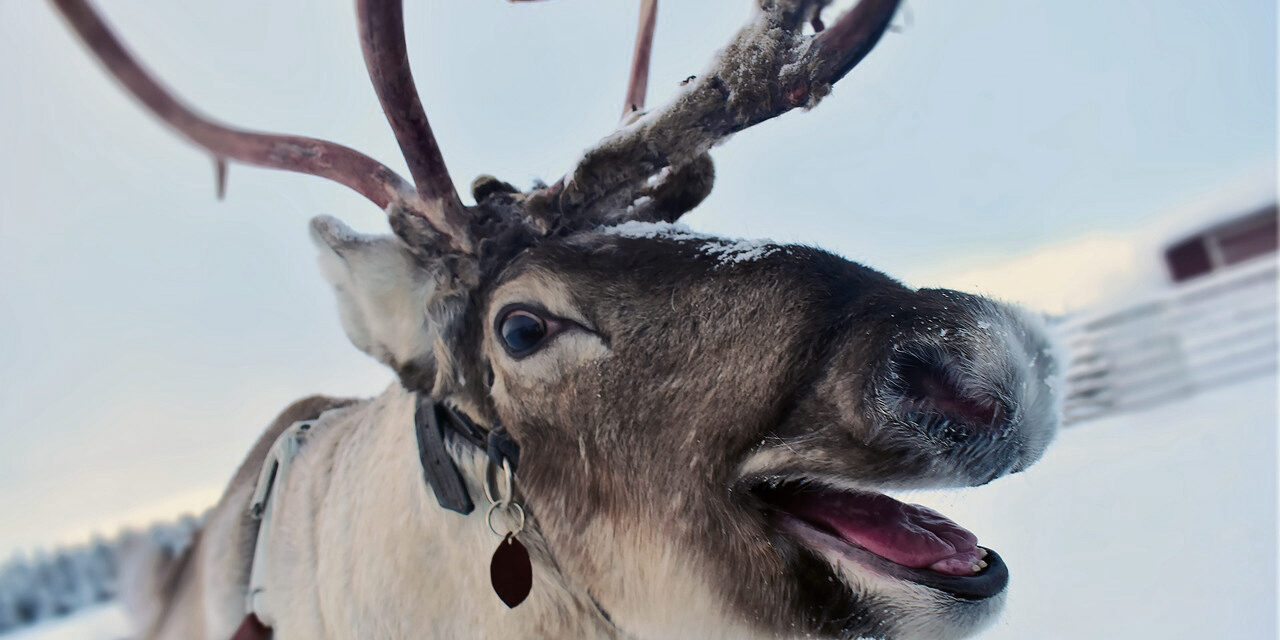 It Never Snows In Kramptown Kove