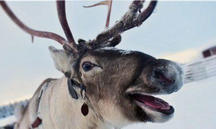 It Never Snows In Kramptown Kove