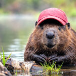 Hunting and Field Dressing the Buc–ee Beaver