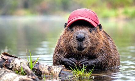 Hunting and Field Dressing the Buc–ee Beaver