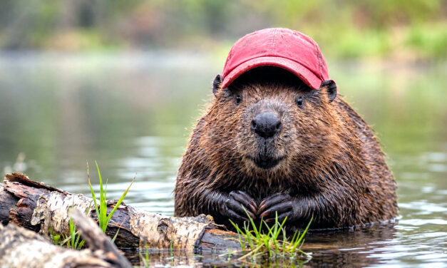 Hunting and Field Dressing the Buc–ee Beaver