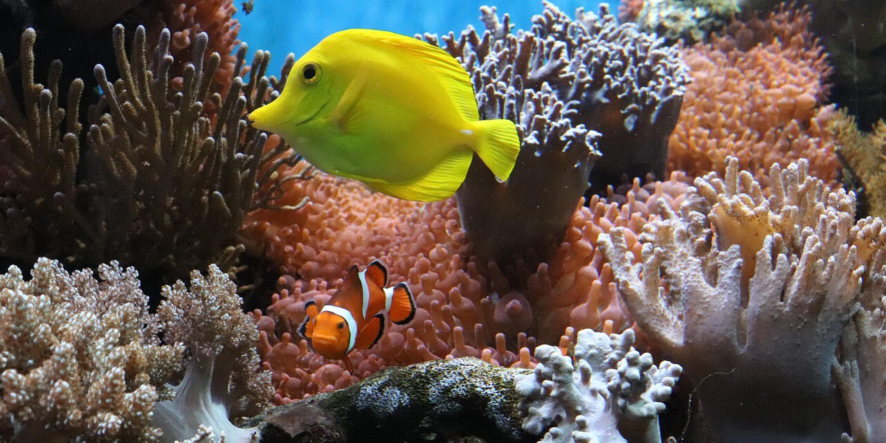 A Splash of Color Saves My Life