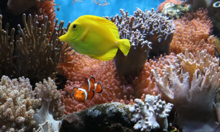 A Splash of Color Saves My Life